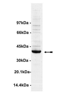 Eurofins DiscoverX MINK Protein, Active 10 &mu;g | Buy Online | Eurofins DiscoverX | Fisher Scientific